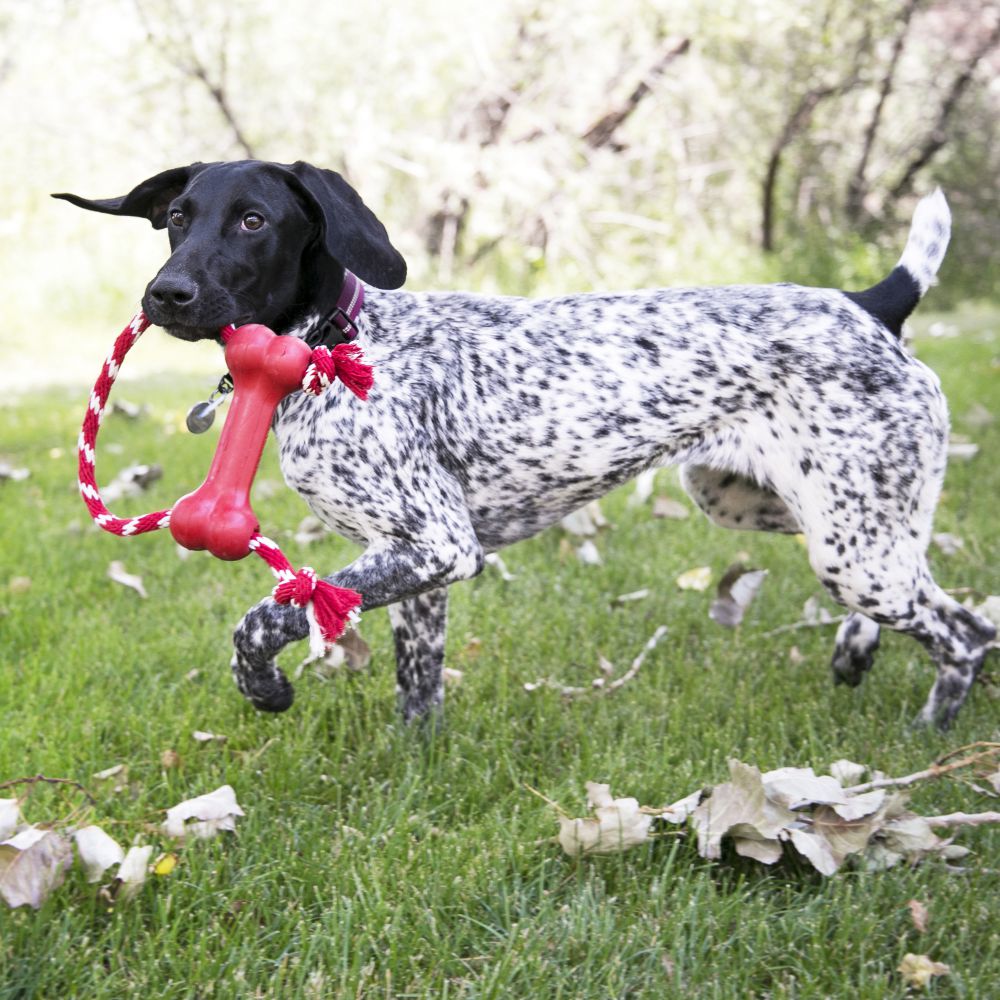 Goodie bone clearance kong